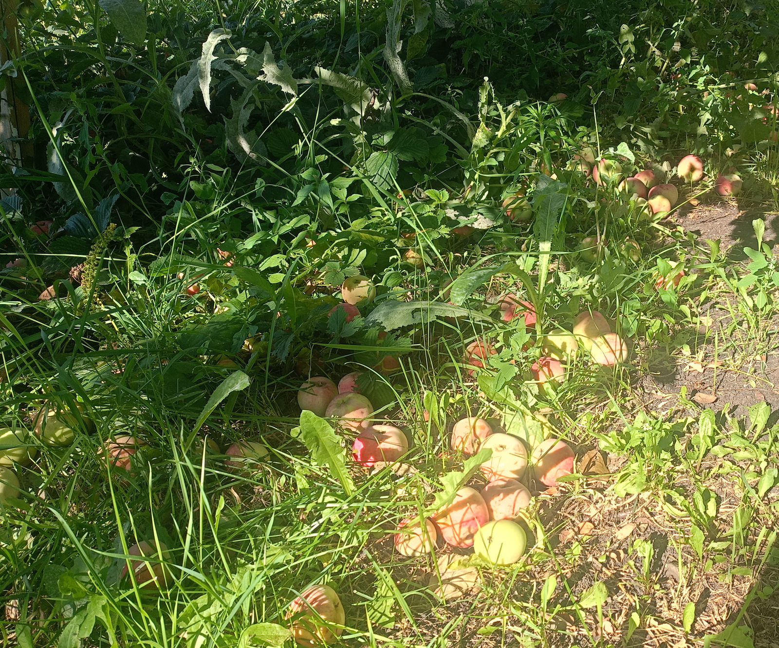 Алмаларығыҙҙы ҡайҙа ҡуйырға белмәйһегеҙме?