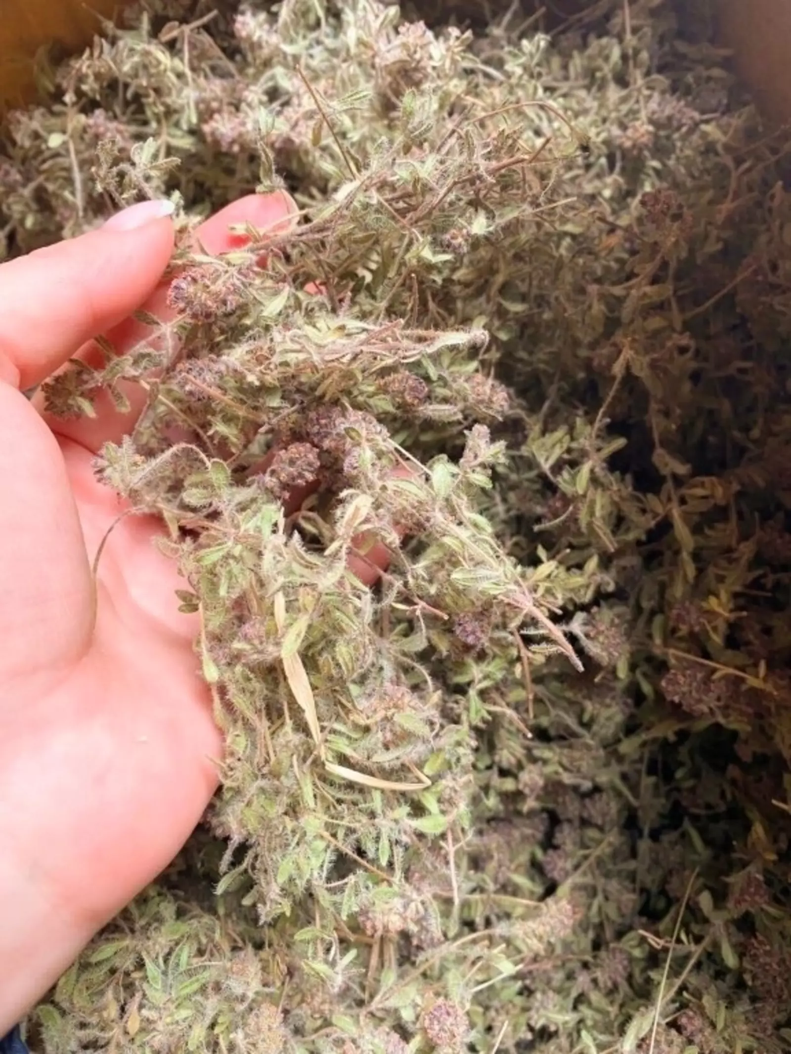 САМАЯ МОЩНАЯ ТРАВА! ЭФФЕКТ ПОТРЯСАЮЩИЙ!