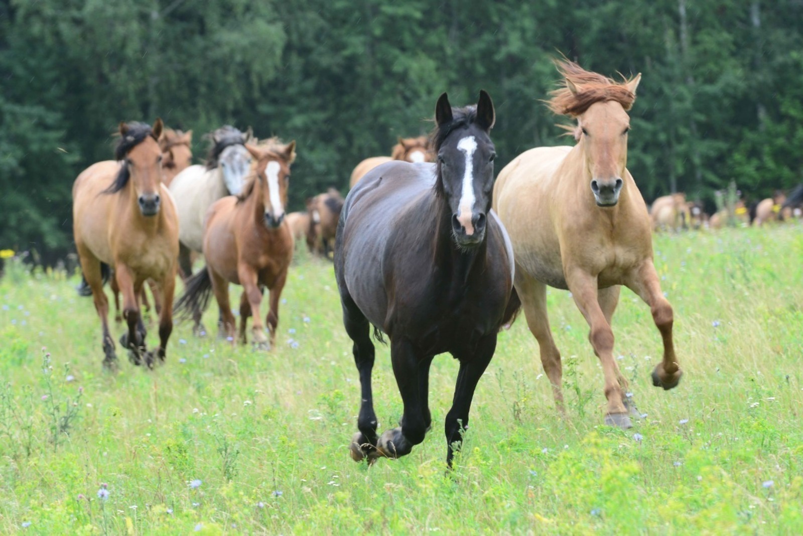 Сегодня, 29 июля на берегу озера Графское в Баймакском районе стартовал республиканский фестиваль лошадей башкирской породы «Башҡорт аты»