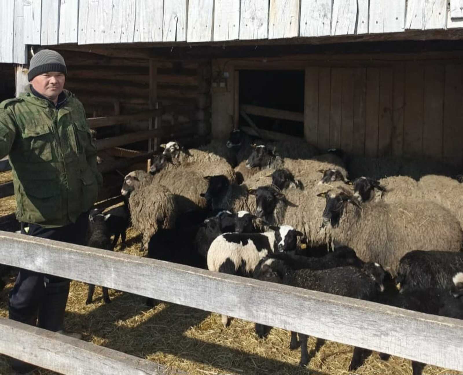 Тоҡомло һарыҡтар үрсетә