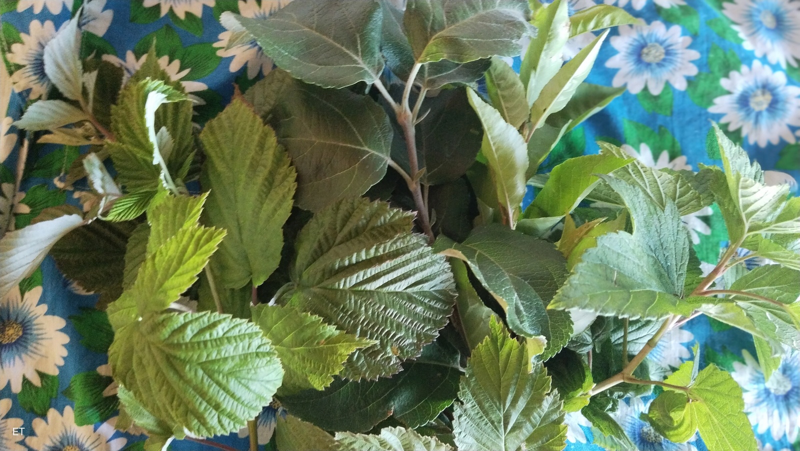 Хуш еҫле үлән сәйе әҙерләйбеҙ