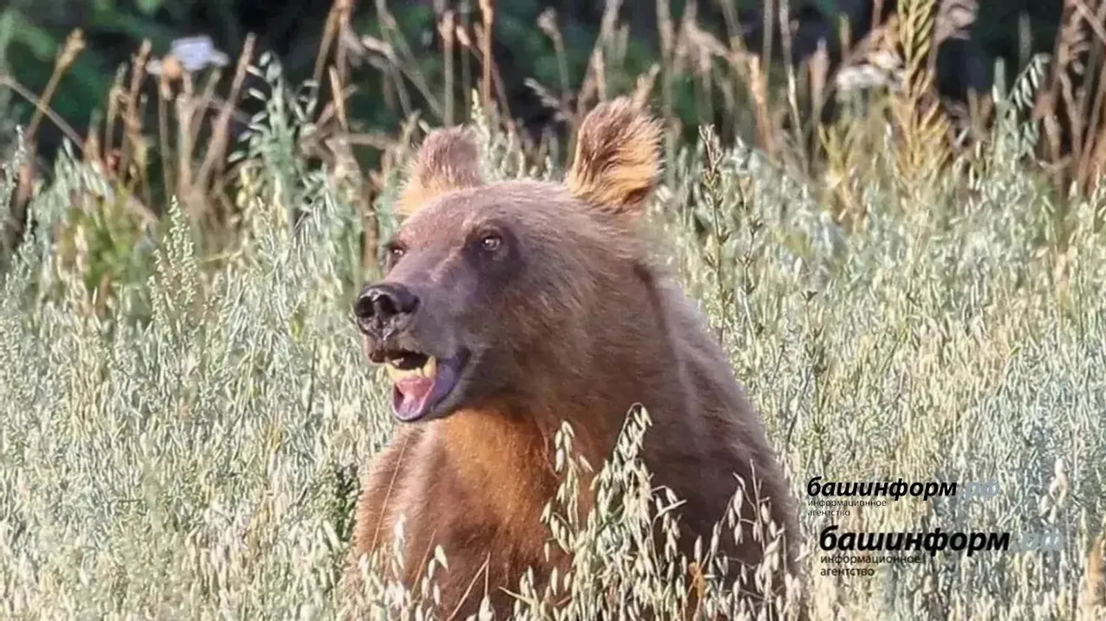 Айыуҙар күбәйгән