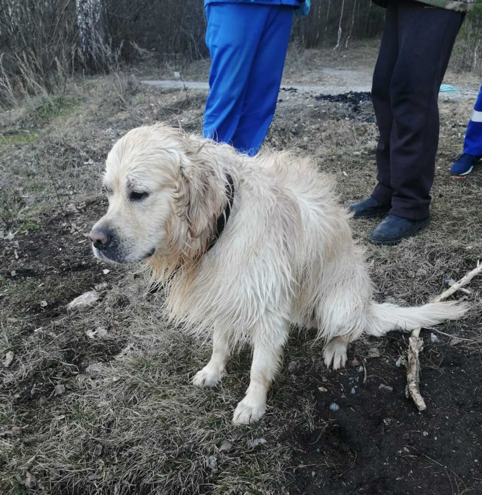 Женщина утонула в пруду во время прогулки с собакой