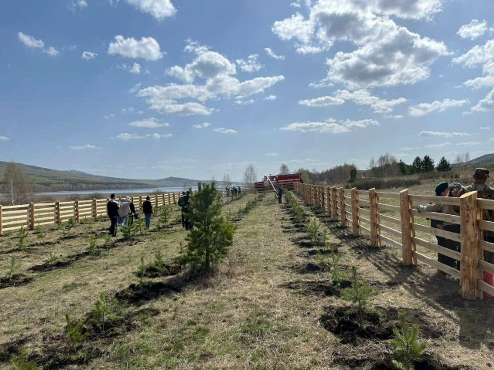На берегу озера Талкас будут высажены 2000 сосен