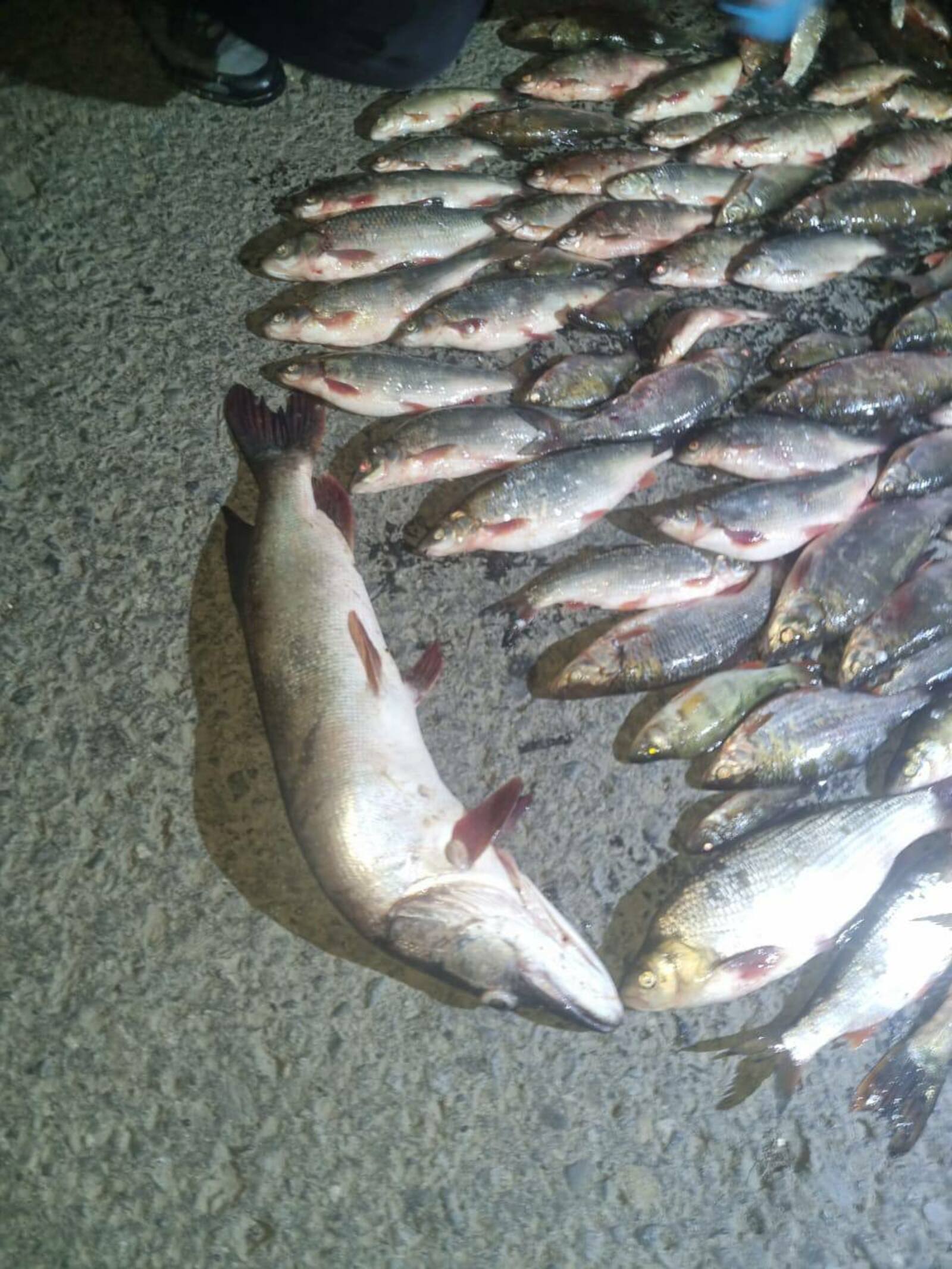 Госавтоинспекторы Зианчуринского района выявили незаконную ловлю рыбы сетями