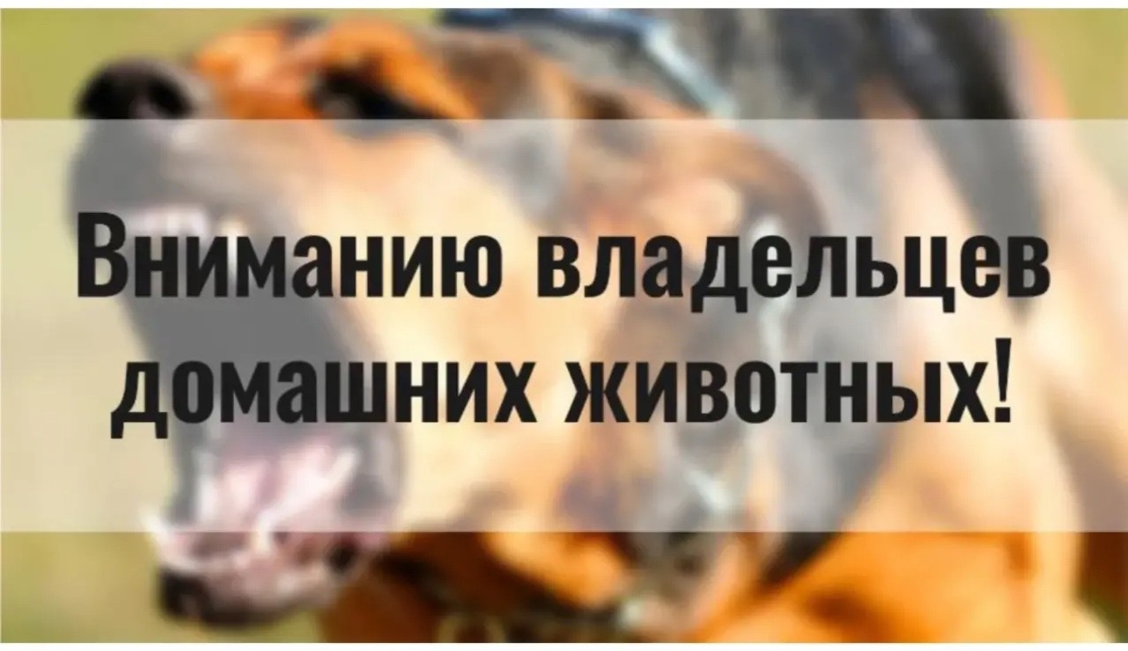 Вниманию владельцев домашних животных!